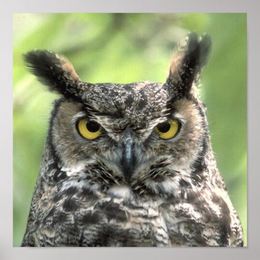 Poster Photographie de hibou (Devant)