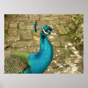 Poster Photographie de la belle nature du paon