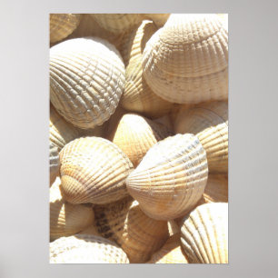 Poster Photographie de la collection Sea Shells