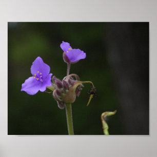 Poster Photographie de la fleur sauvage Tradescantia pour