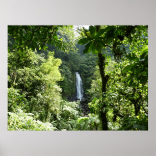 Poster Photographie de la forêt tropicale humide des chut