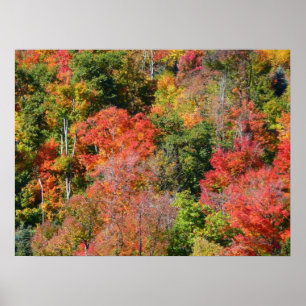 Poster Photographie de la nature colorée en automne sur u