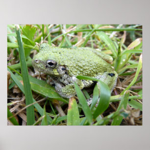 Poster Photographie de la nature de la grenouille arboric