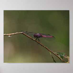 Poster Photographie de la nature de la libellule rouge