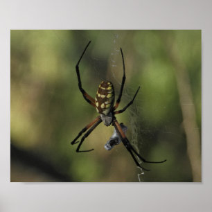 Poster Photographie de la nature de toile d'araignée orbw