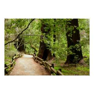 Poster Photographie de la nature du chemin de Muir Woods 