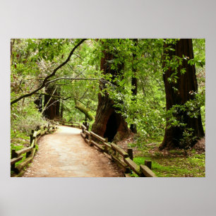 Poster Photographie de la nature du chemin Muir Woods II