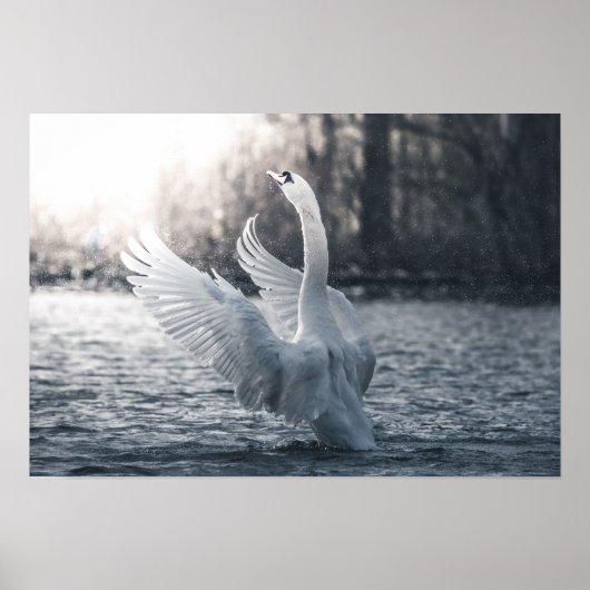 Poster Photographie de la nature du cygne blanc (Devant)
