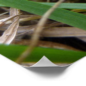 Poster Photographie de la nature du Gris oriental (Coin)