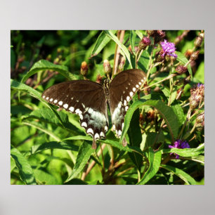 Poster Photographie de la nature du papillon noir Swallow