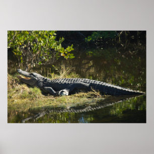 Poster Photographie de la nature d'un alligator de Florid
