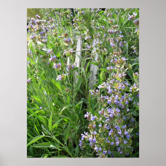 Poster Photographie de la plante bleue (Devant)