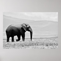 PHOTOGRAPHIE DE L'ÉLÉPHANT