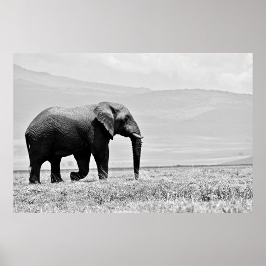 POSTER PHOTOGRAPHIE DE L'ÉLÉPHANT (Devant)