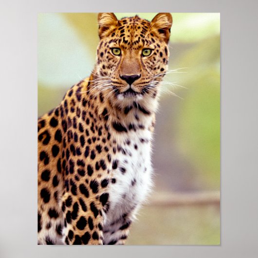 Poster Photographie de léopard (Devant)