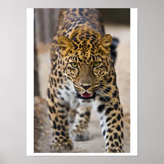 Poster Photographie de léopard en train de courir (Devant)