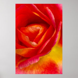 Poster Photographie de l'impressionniste Rose Red Mardi G