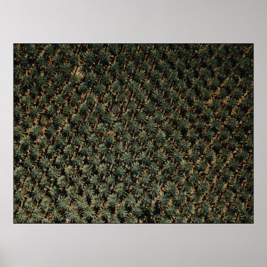 Poster Photographie de l'oeil d'un oiseau de palmiers (Devant)