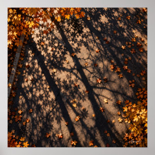 Poster Photographie de l'ombre d'arbre sur la chaussée en