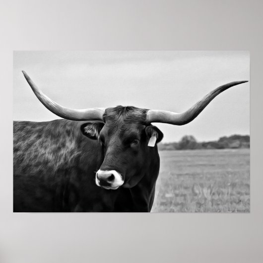 Poster Photographie de Longhorn Cow (Devant)