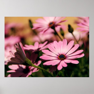 Poster Photographie de Marguerite Africaine Violette