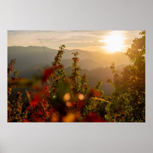 Poster Photographie de nature d'arbres verts surplombant 