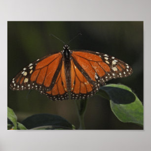 Poster Photographie de papillon orange dans la nature