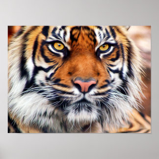 Poster Photographie de peinture de tigre sibérien mâle
