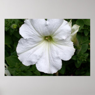 Poster Photographie de Petunia Petunias