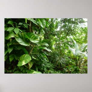 Poster Photographie de plante de vue de jungle à feuilles
