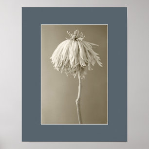 Poster Photographie de portrait floral de Sepia