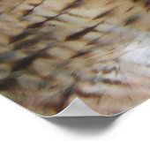 Poster Photographie de Raptor Hawk à queue rouge (Coin)