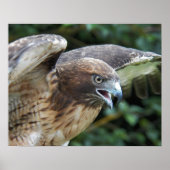 Poster Photographie de Raptor Hawk à queue rouge (Devant)
