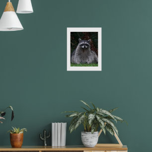 Poster Photographie de Raton laveur mignon en forêt