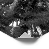 Poster Photographie de Redwood Tree (Coin)