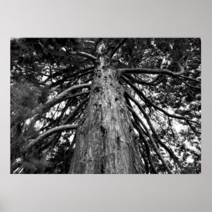 Poster Photographie de Redwood Tree