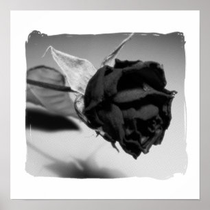Poster Photographie de rose séchée - Noir & Blanc