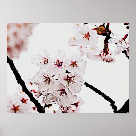 POSTER PHOTOGRAPHIE DE SAKURA (Devant)