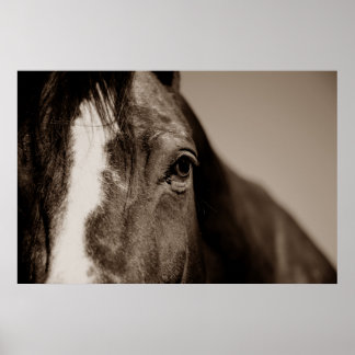 Poster Photographie de Sepia Horse