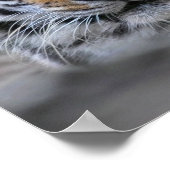 Poster Photographie de Tigre de Sibérie (Coin)