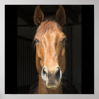 Photographie de Visage de Cheval