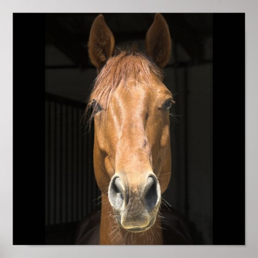 Poster Photographie de Visage de Cheval (Devant)