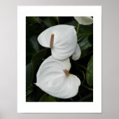 Poster Photographie des fleurs d'anthurium blanc (Devant)