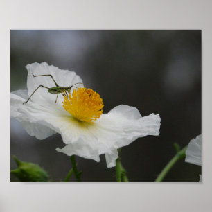 Poster Photographie d'insecte vert sur pavot blanc
