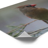Poster Photographie d'oiseau cardinal féminin Imprimer (Coin)