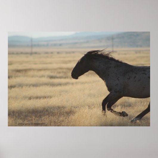 POSTER PHOTOGRAPHIE DU CHEVAL SAUVAGE (Devant)