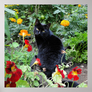 Poster Photographie du jardin d'été de chat noir