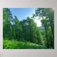 Photographie du paysage de la forêt verte