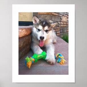 Poster Photographie d'un chiot Malamute d'Alaska et d'un