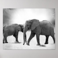 Photographie en noir et blanc des éléphants africa
